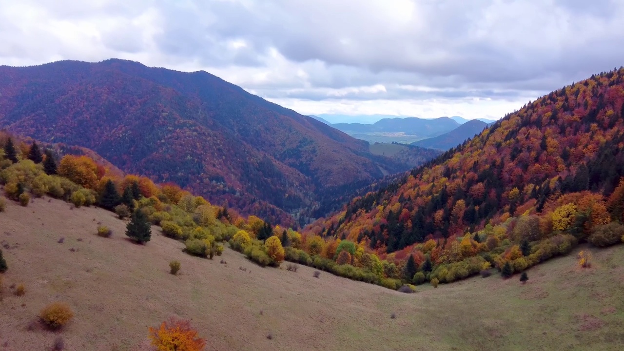 从无人驾驶飞机上鸟瞰，秋天的树木在森林中五颜六色，山谷中的一条小路视频下载