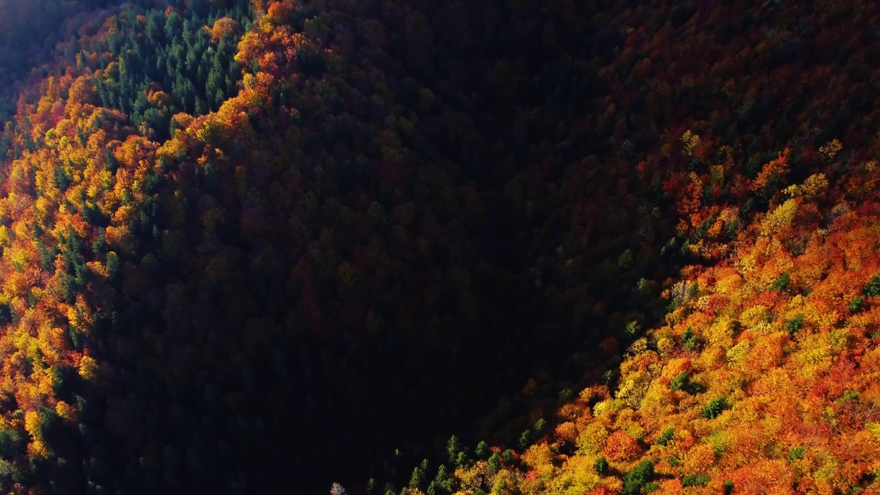 鸟瞰图，秋天的树木在森林中五颜六色。前视图视频下载