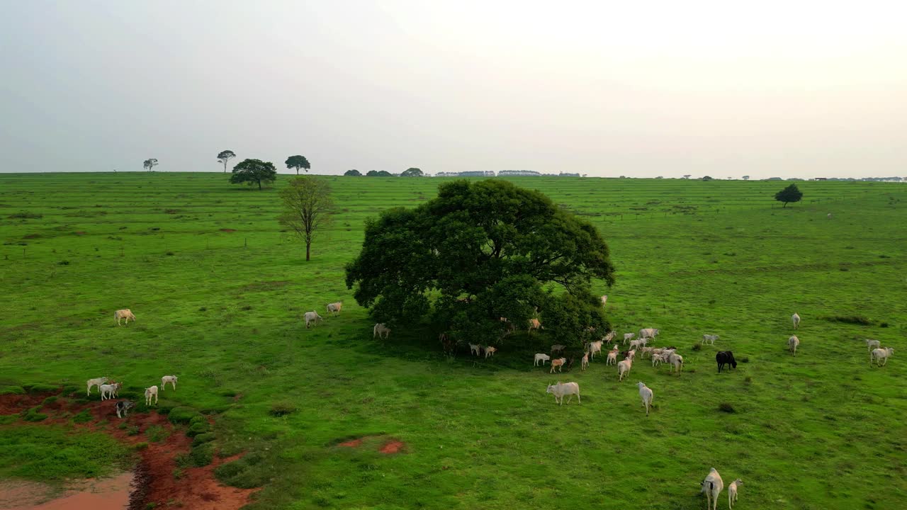 在巴西的一个阴天，一群牛和母牛围着一棵树吃草。无人机拍摄视频素材