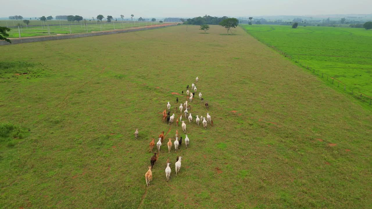 在巴西的绿色牧场上放牧的牛群——无人机拍摄视频素材