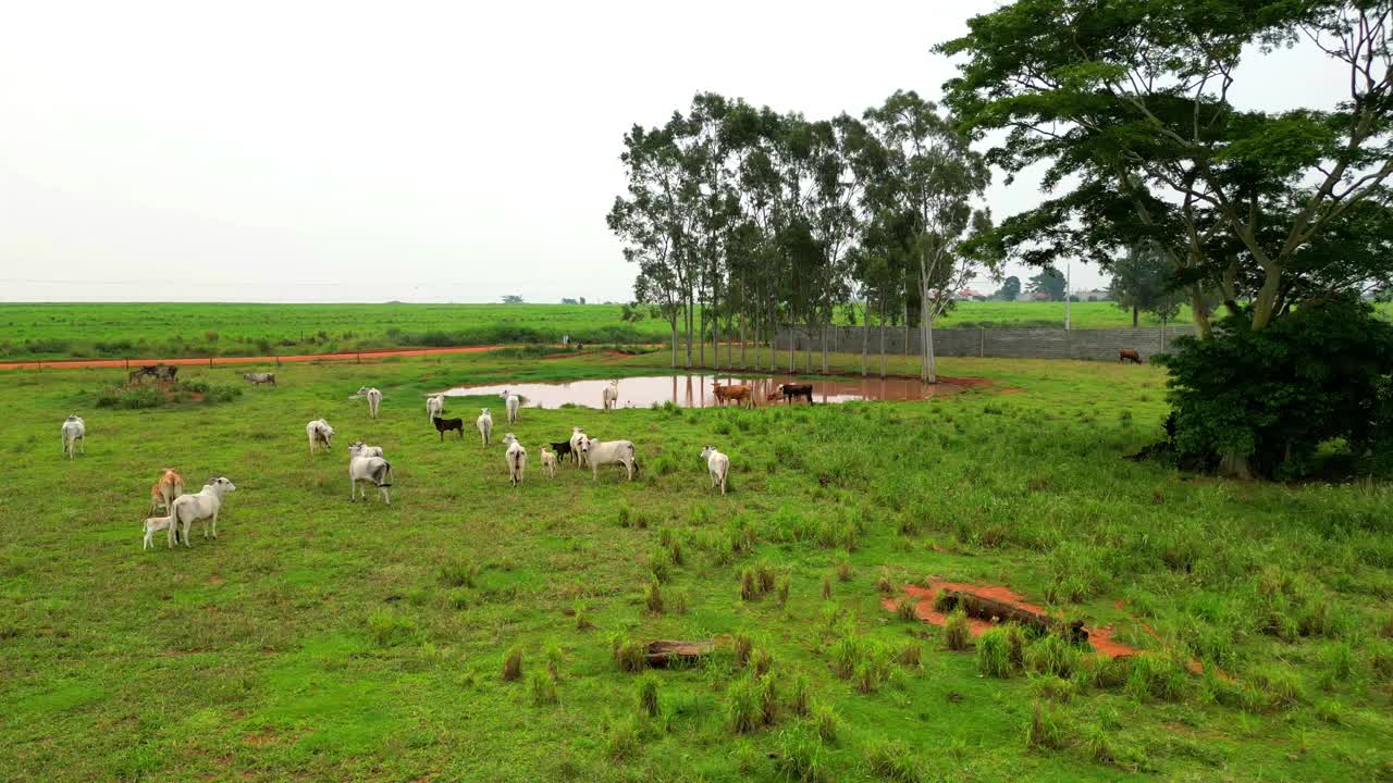 牛在巴西的一个湖边吃草。视频素材