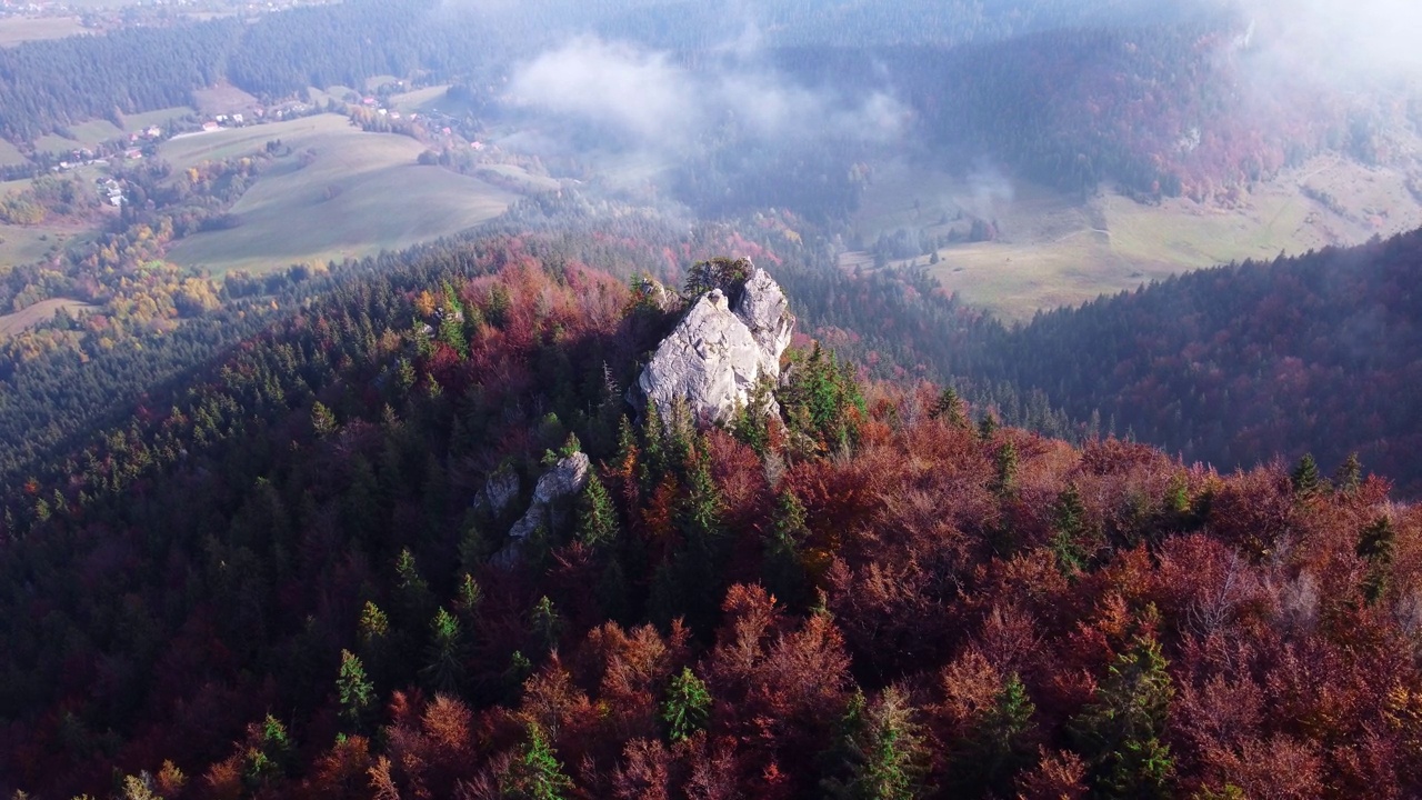 空中无人机俯瞰喀尔巴阡山脉的秋季森林。树林里五颜六色的树视频下载