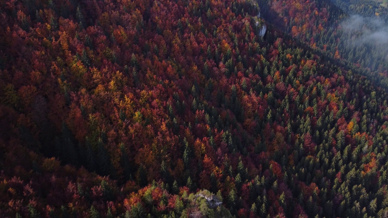 空中无人机俯瞰喀尔巴阡山脉的秋季森林。树林里五颜六色的树视频下载