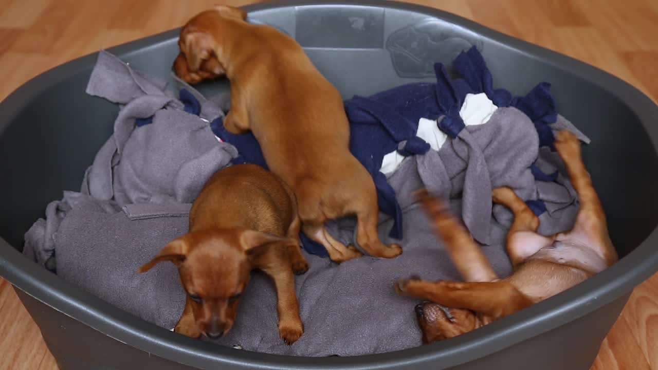 三只可爱的小狗在狗床上友好地玩耍。视频下载