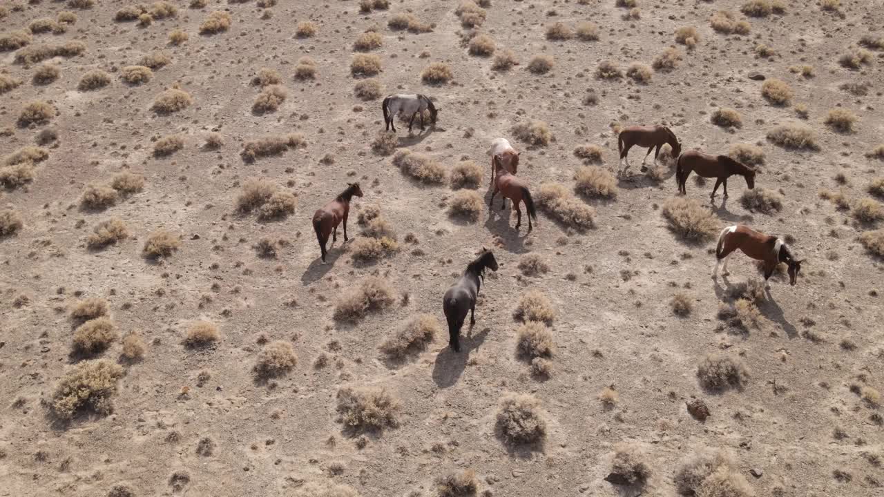 沙漠中野马的航拍照片视频下载