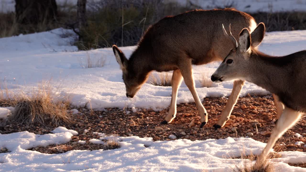 一群鹿在布莱斯国家公园吃草视频下载