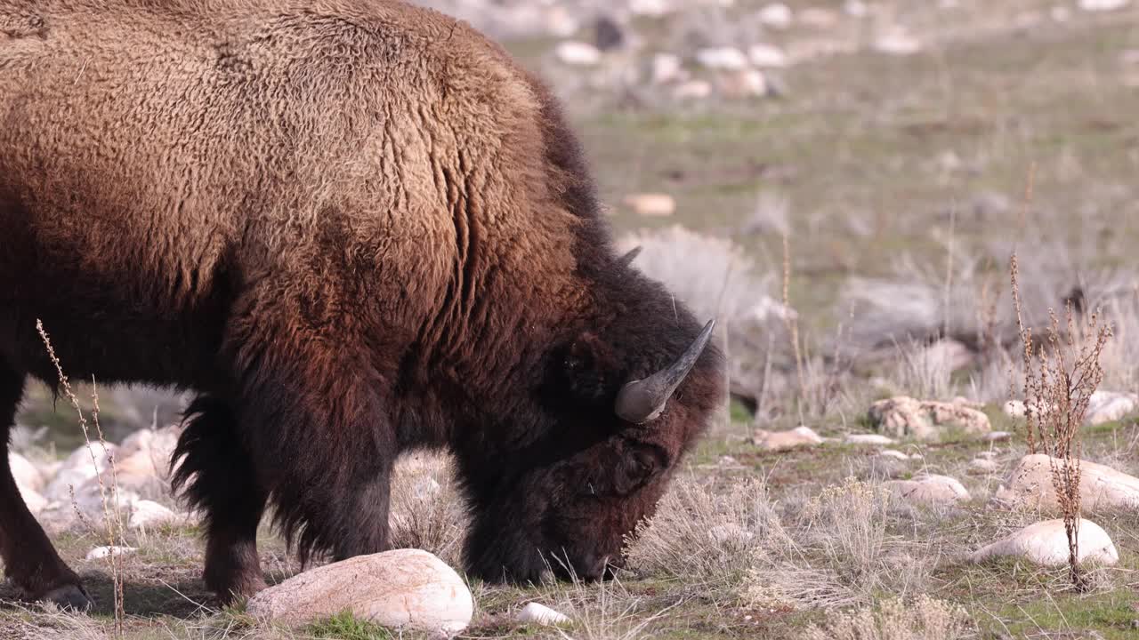 犹他州盐湖城附近羚羊岛上的野牛视频下载