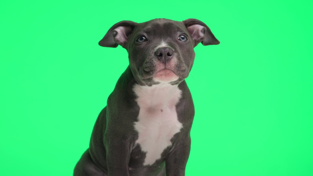 漂亮的美国小恶霸狗，蓝眼睛，很感兴趣，向上看，嗅着，看向一边，坐在绿色的背景上视频素材