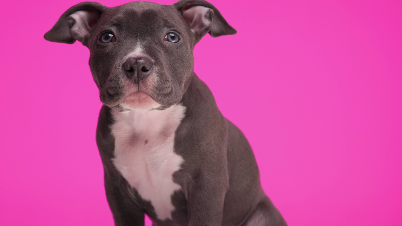 好奇的蓝色美国小恶霸小狗坐在粉红色的背景前好奇地抬头看视频素材