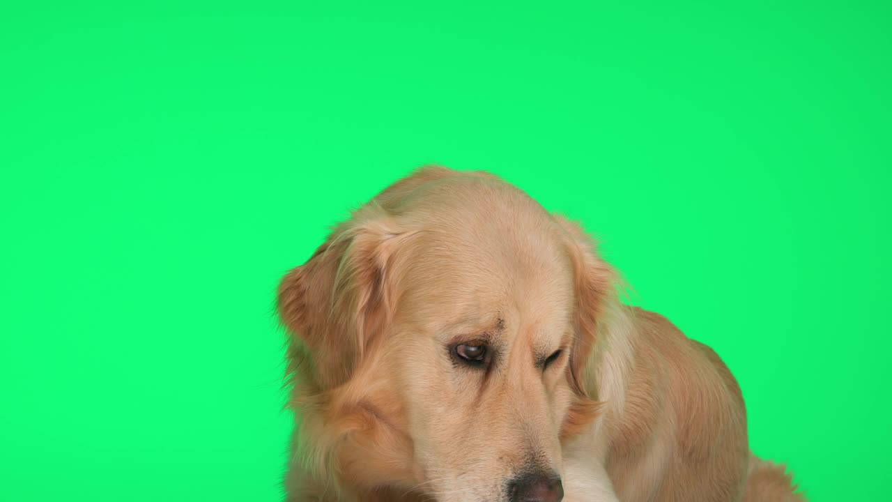 无聊的拉布拉多猎犬抬头舔鼻子，懒洋洋地躺在绿色的背景前视频下载