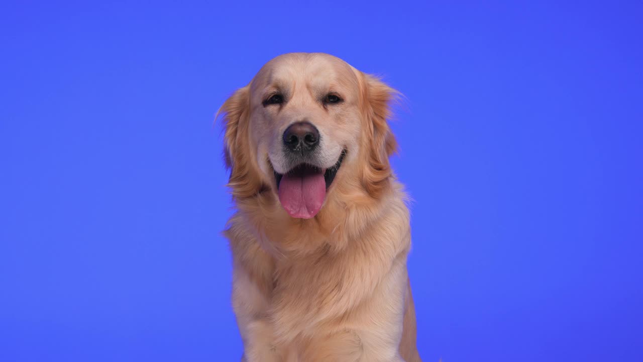 一个项目视频，快乐的拉布拉多猎犬小狗伸出舌头喘气，向前看，侧身舔鼻子，坐在紫色的背景前视频下载