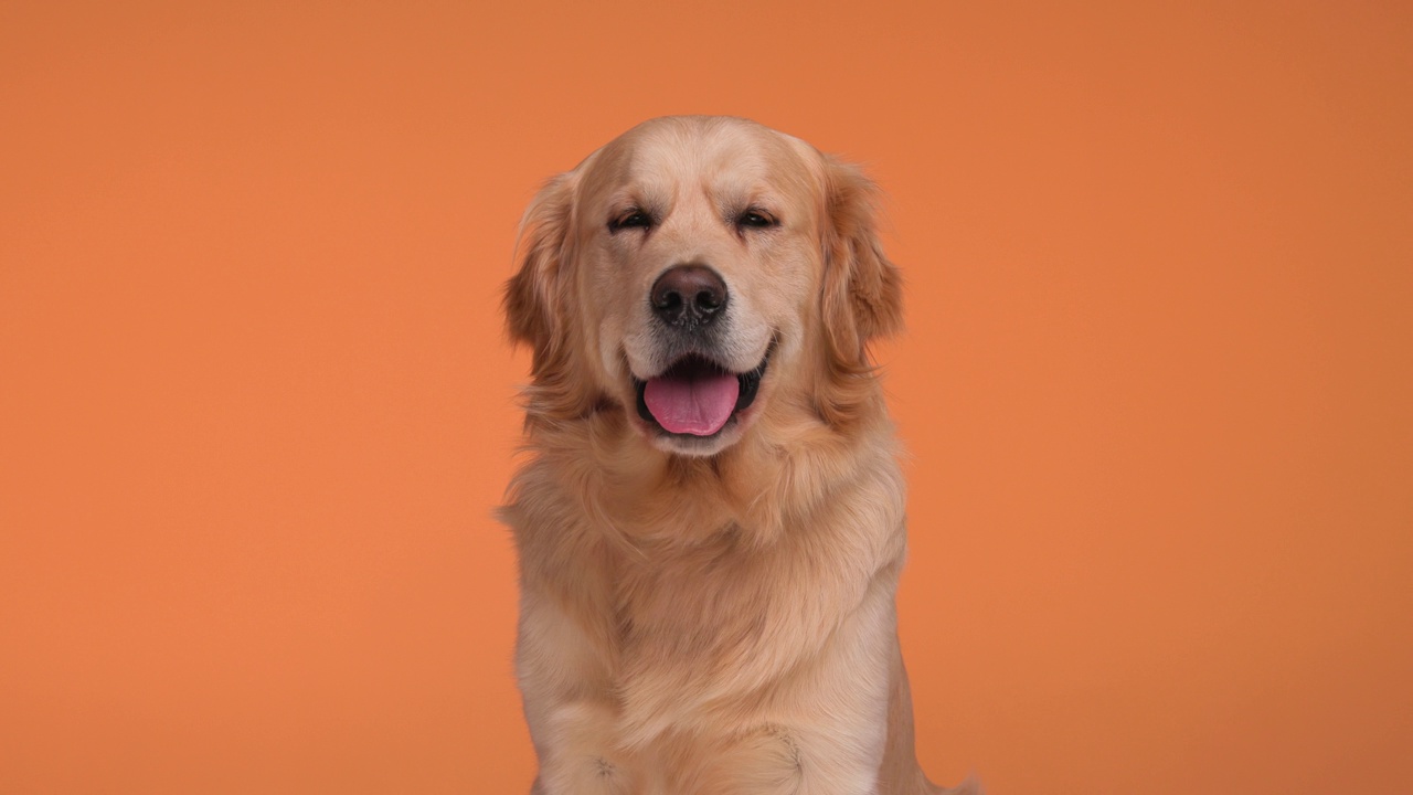 睡意朦胧的金毛猎犬，伸着舌头喘着气，坐在工作室的橙色背景前，期待着未来视频下载