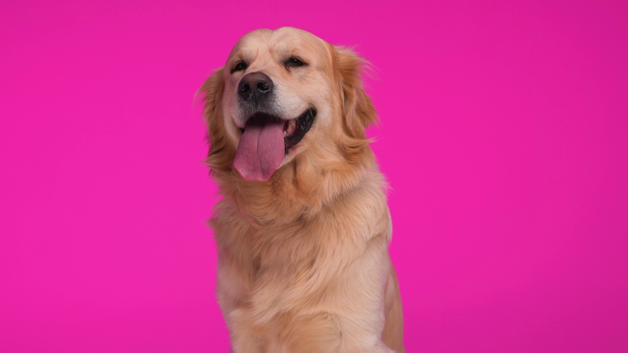 美丽的拉布拉多猎犬坐在那里，向前看，伸出舌头，在粉红色的背景前喘气视频下载