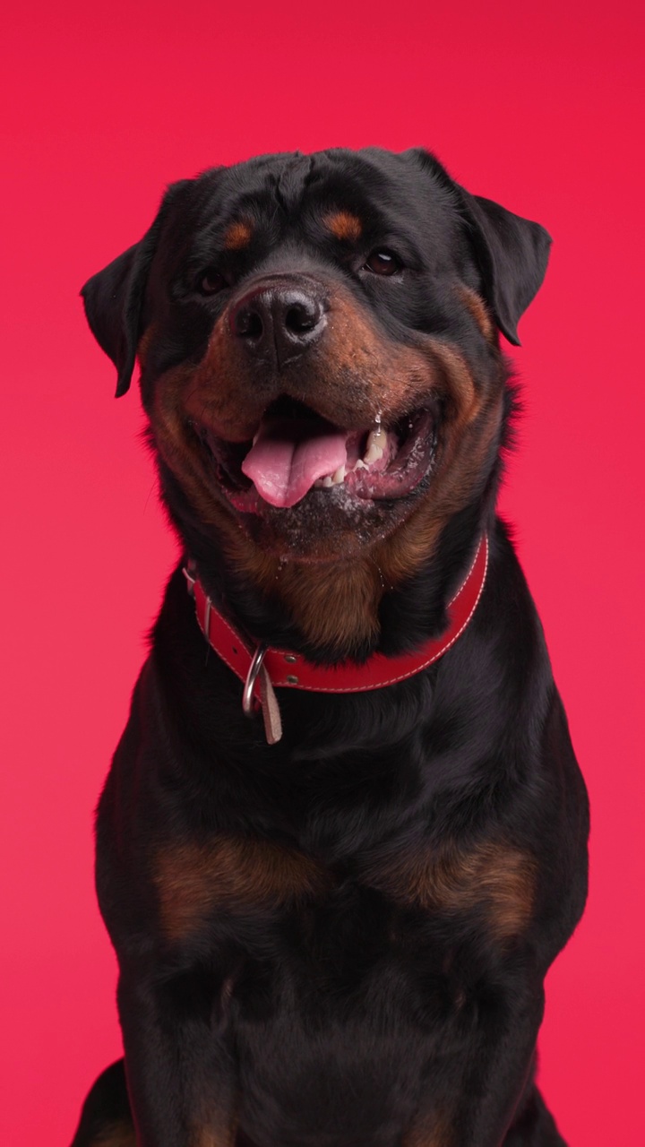 可爱的罗威纳犬，红色的项圈向前看，舔鼻子，伸出舌头，在红色的背景上喘气视频下载