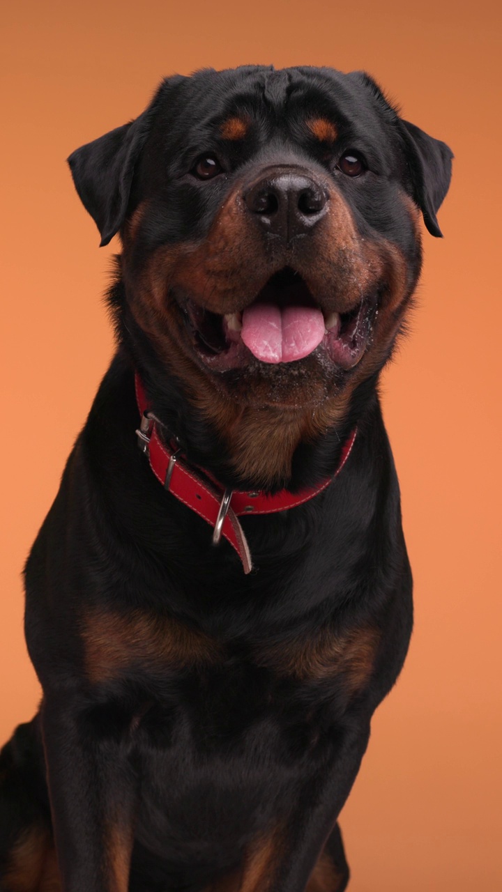 漂亮的罗威纳犬带着红项圈向上看，伸出舌头，在橙色的背景上喘气视频下载
