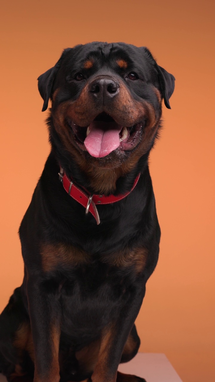 垂直视频美丽的黑色罗威纳犬成年狗向前看，伸出舌头和喘气，舔鼻子在橙色的背景视频下载