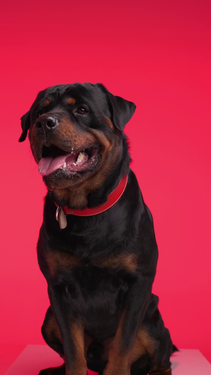 贪婪的大罗威纳犬成年小狗与红项圈流口水，伸出舌头和舔鼻子在红色的背景视频下载
