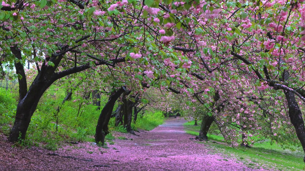 美国纽约中央公园樱花盛开。视频素材