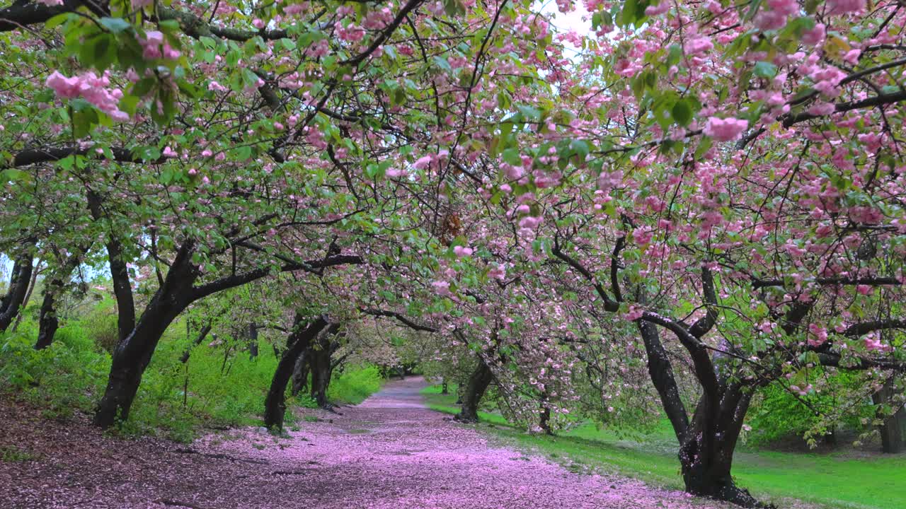 美国纽约中央公园樱花盛开。视频素材