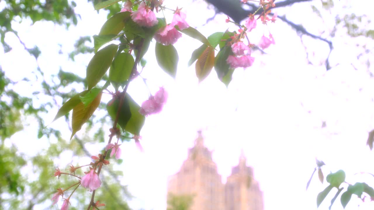 在纽约中央公园，春天的雨水浸湿了早晨的宽赞樱花视频素材