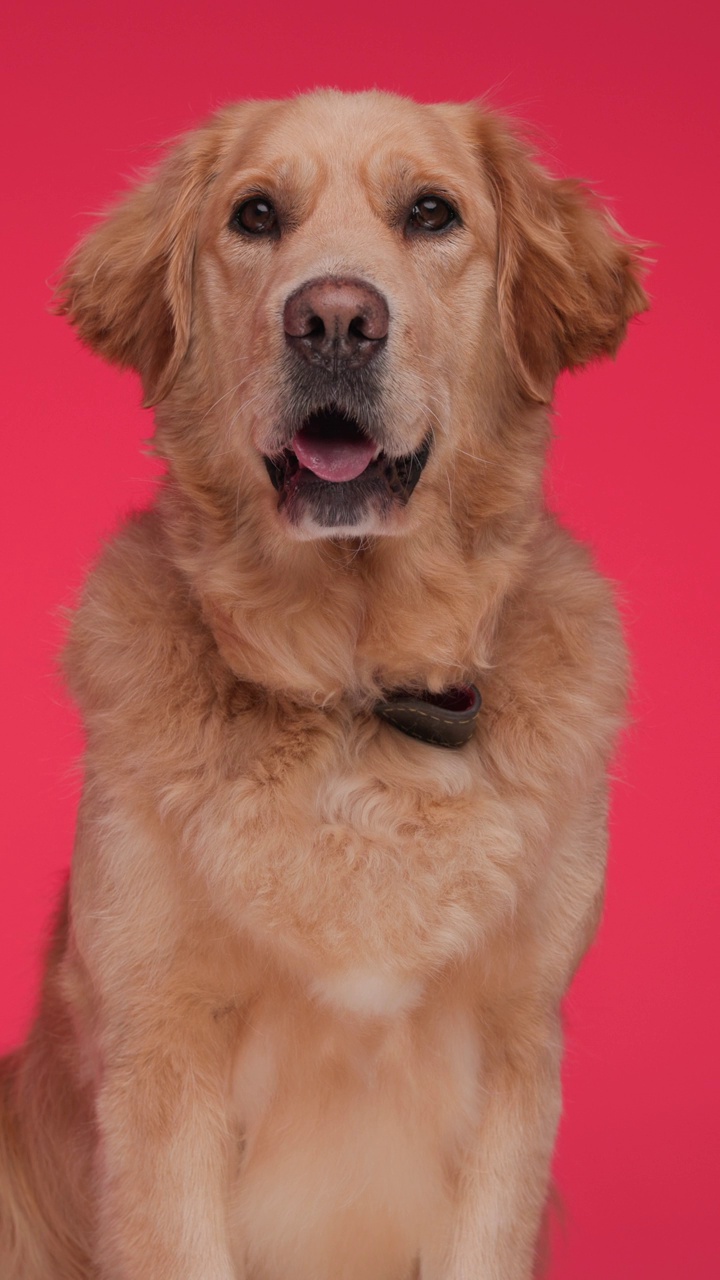 快乐的金毛猎犬伸出舌头，喘着气，看着别处，坐在红色的背景上视频下载