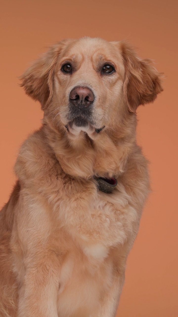 好奇的拉布拉多猎犬小狗望向别处，坐着，动着，在橙色的背景下喘气视频下载