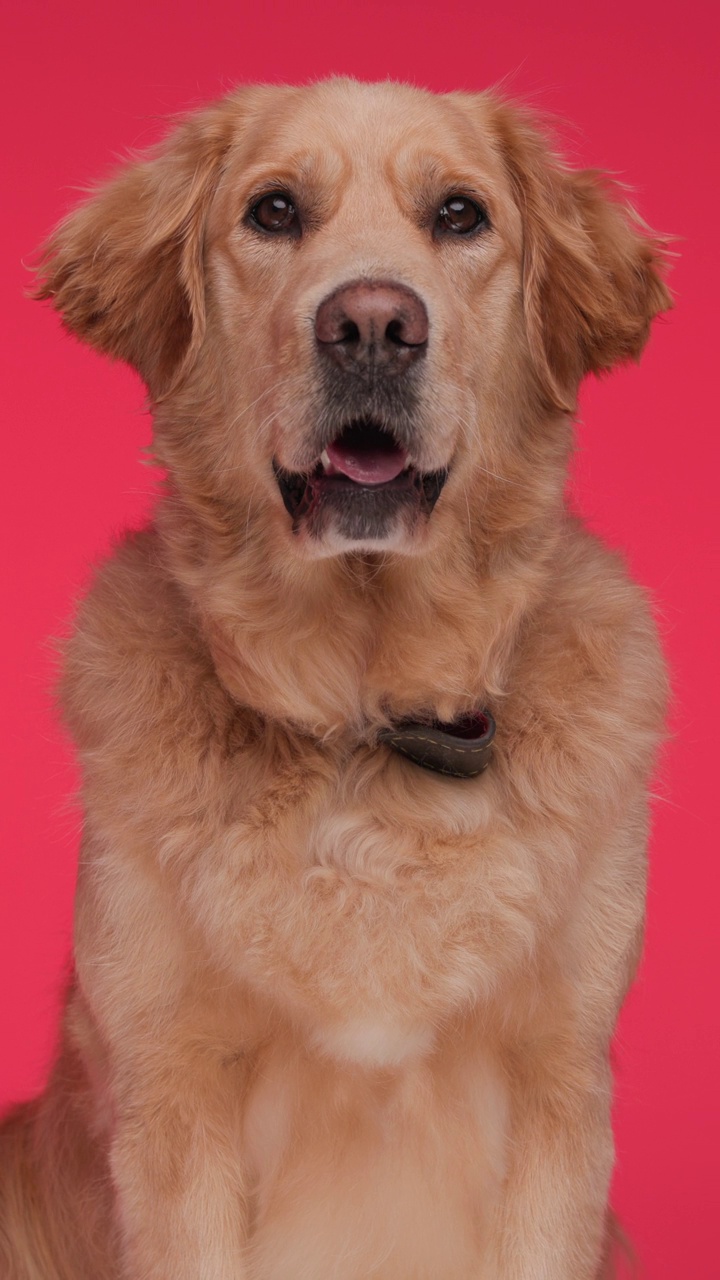 垂直视频，可爱的金毛猎犬伸出舌头，喘气，而向前看，坐在红色背景视频下载