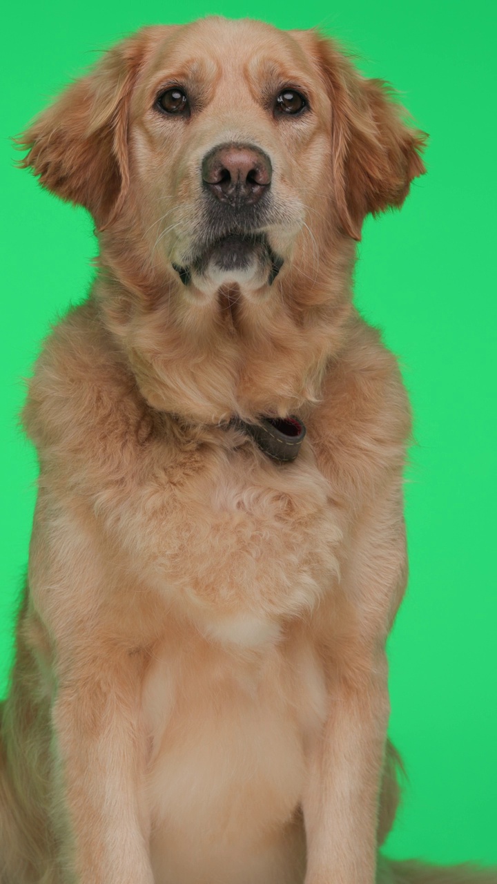 可爱的金毛猎犬伸出舌头喘气，环顾四周，坐在绿色的背景上视频下载