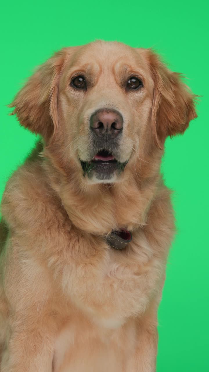 美丽的拉布拉多猎犬四处张望，露出舌头喘气，坐在绿色的背景上视频下载