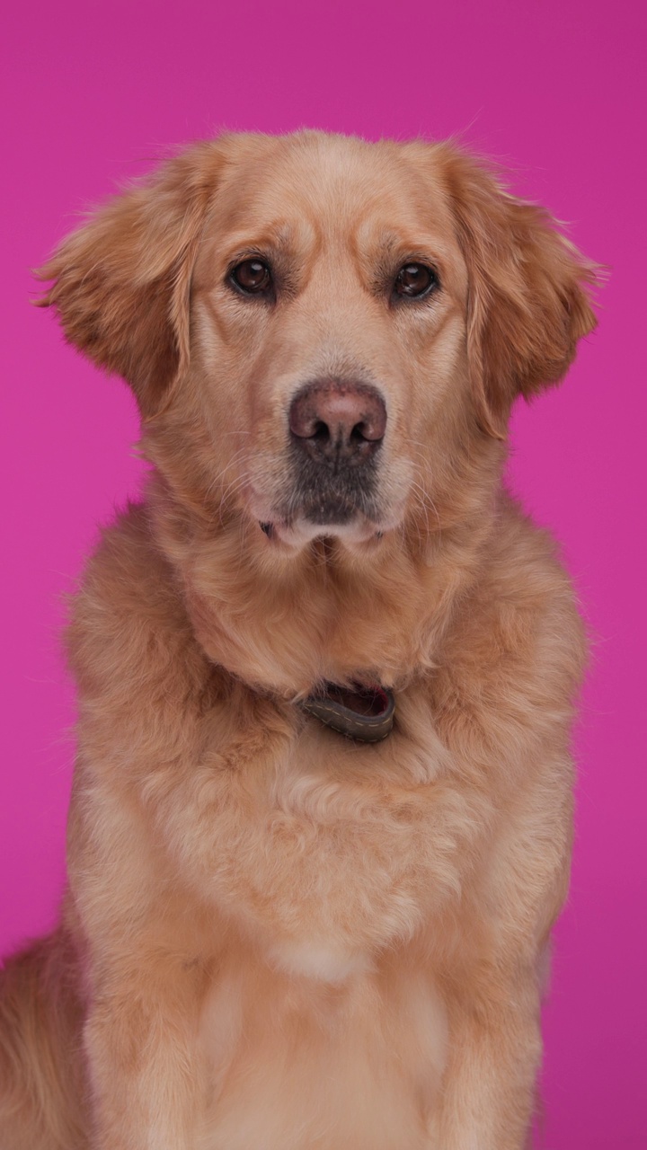 好奇的拉布拉多猎犬坐在那里，望着别处，在粉红色的背景上吐着舌头，嗅着视频下载