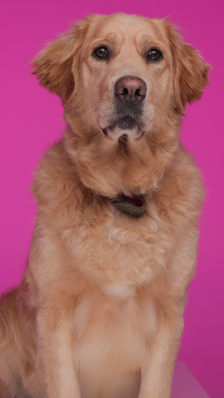 快乐的拉布拉多猎犬小狗的垂直视频，项圈伸出舌头，喘气，看着前方，坐在粉红色的背景上视频下载