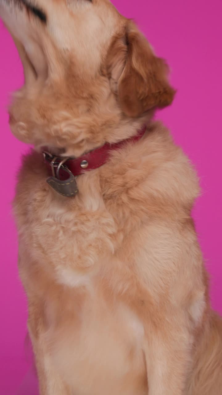 好奇的金毛猎犬抬起头，伸出舌头舔鼻子，喘气，坐在粉红色的背景上视频下载