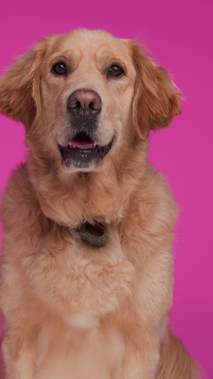 可爱的拉布拉多猎犬小狗，项圈看向别处，坐在那里，伸出舌头，在粉红色的背景上喘气视频下载