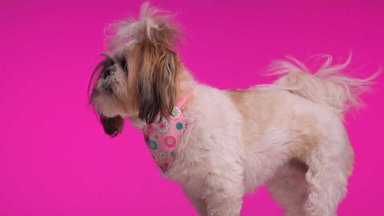 侧面视图视频的快乐兴奋的小狗移动尾巴，看着一边和舔鼻子在粉红色的背景视频下载