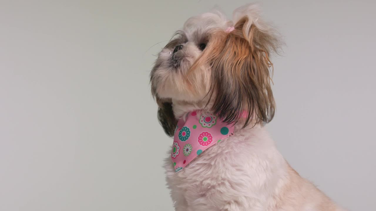美丽的西施小狗的侧视图，脖子上围着粉红色的手帕，伸出舌头，舔着鼻子，坐在灰色的背景上视频素材
