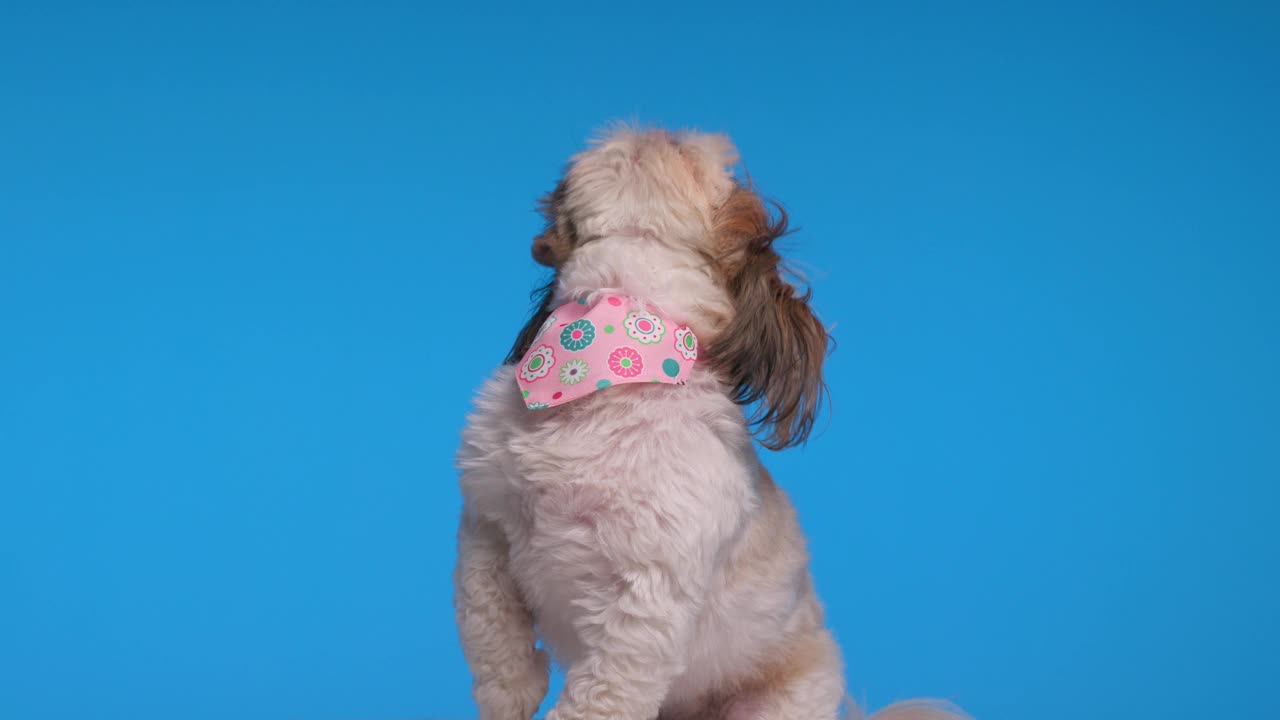 好奇贪婪的西施狗带着粉红色的大手帕向上看，舔鼻子和乞求食物在蓝色背景视频下载