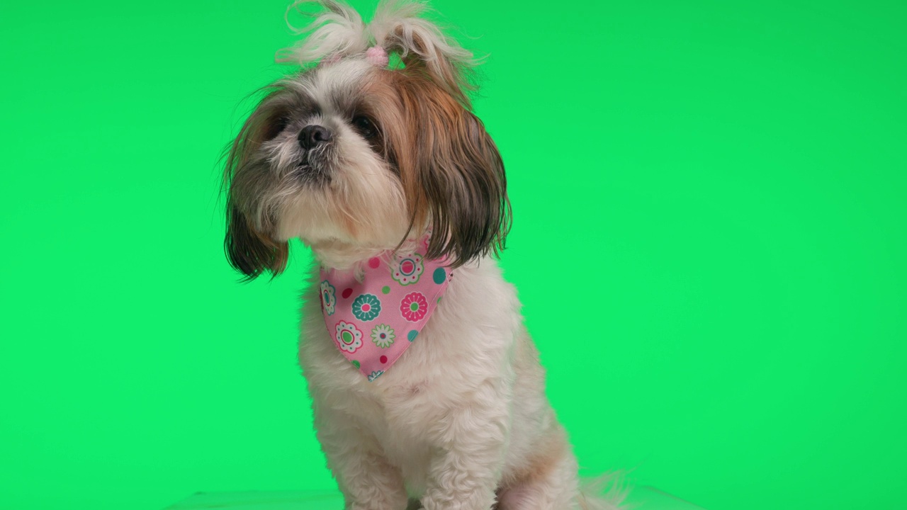 可爱的西施狗戴着粉红色的大手帕，贪婪地抬头舔鼻子，坐在绿色的背景上视频下载