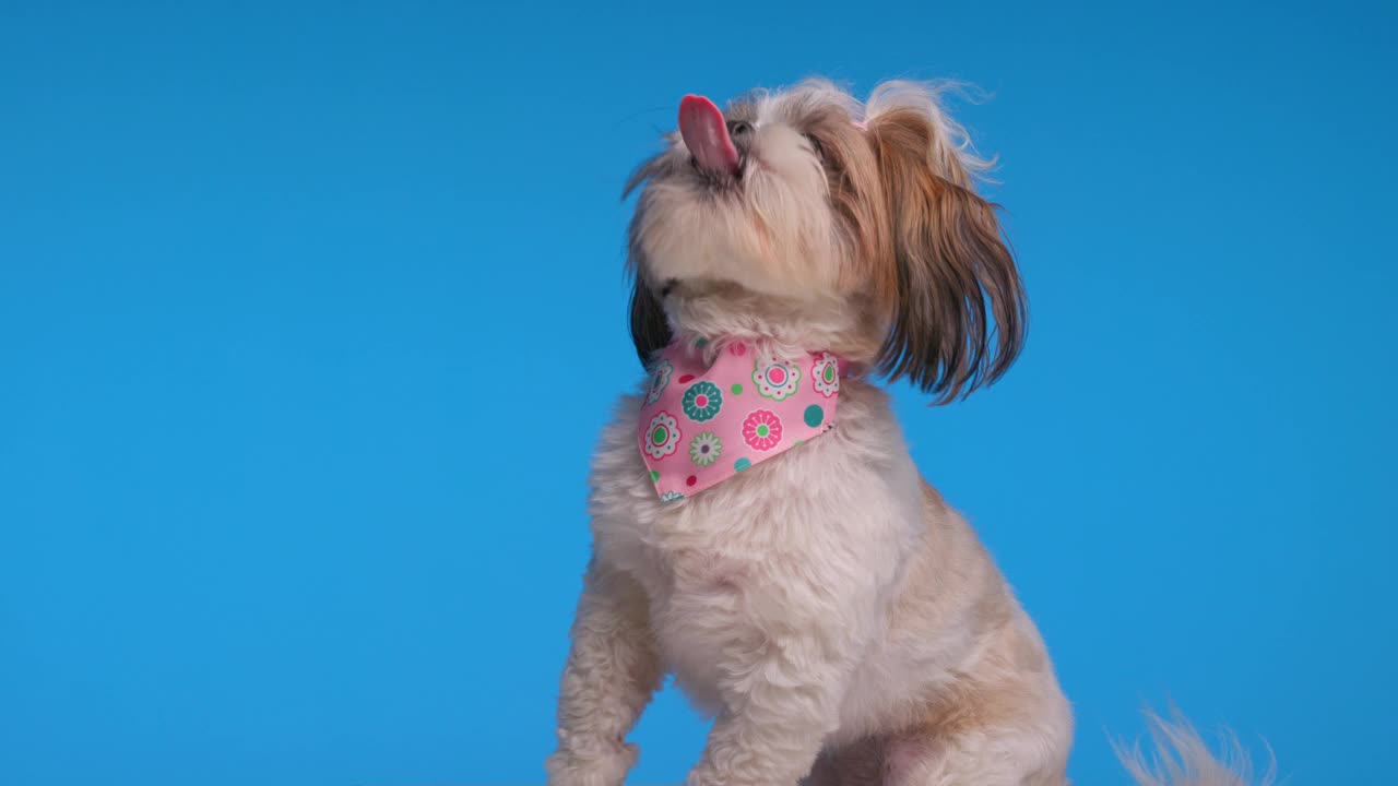 贪婪的小西施小狗脖子上戴着粉红色的大手帕，抬头，站起来，走在蓝色的背景上视频下载