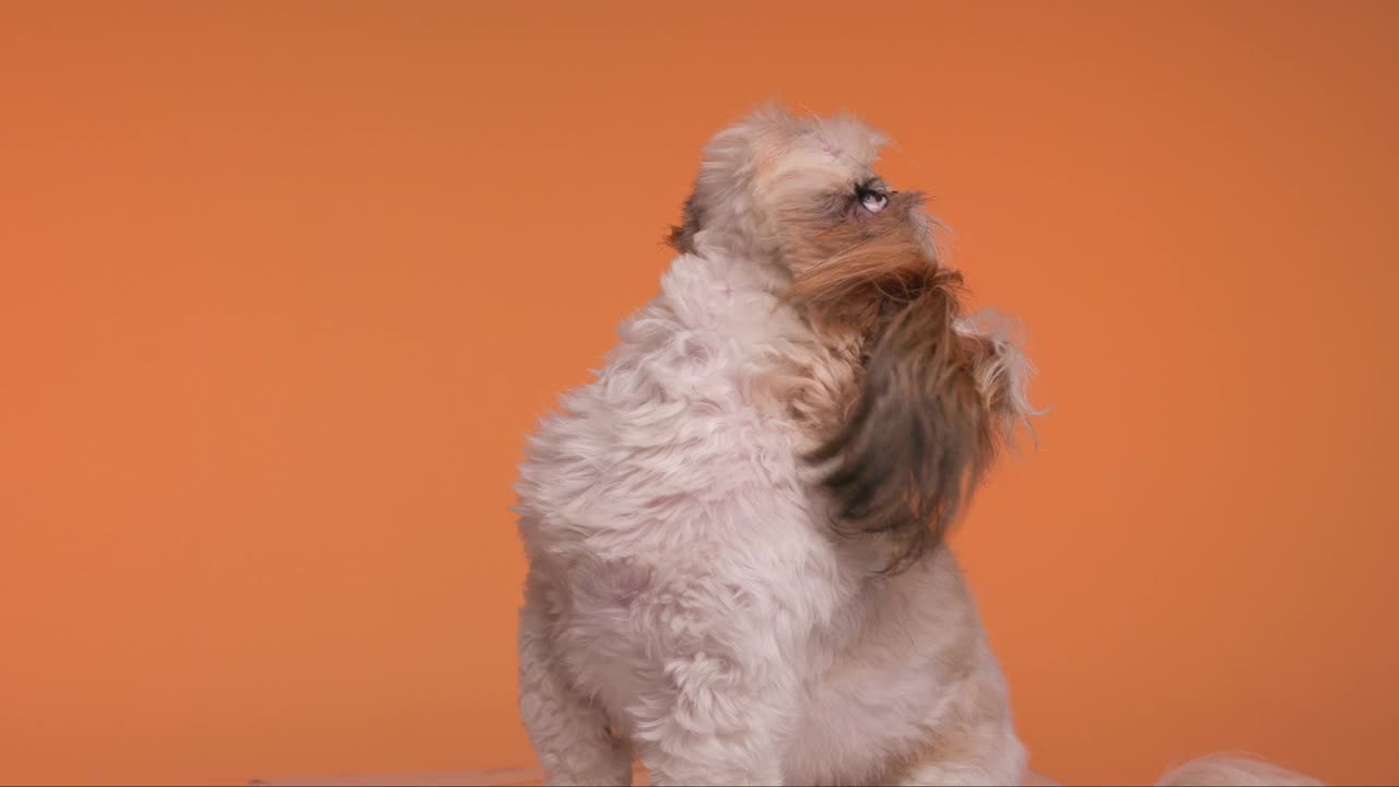 好奇的小西施小狗舔着鼻子，贪婪地抬头看着橙色的背景视频下载