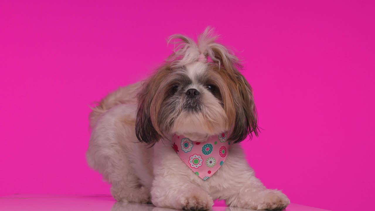项目视频有趣好玩的西施小狗警惕，有乐趣和吠叫，而在粉红色的背景下移动视频下载