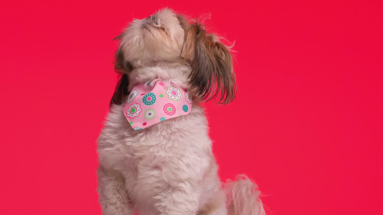 好奇的小西施小狗带着粉红色的大手帕向上看，在红色的背景前伸出舌头和舔鼻子视频素材