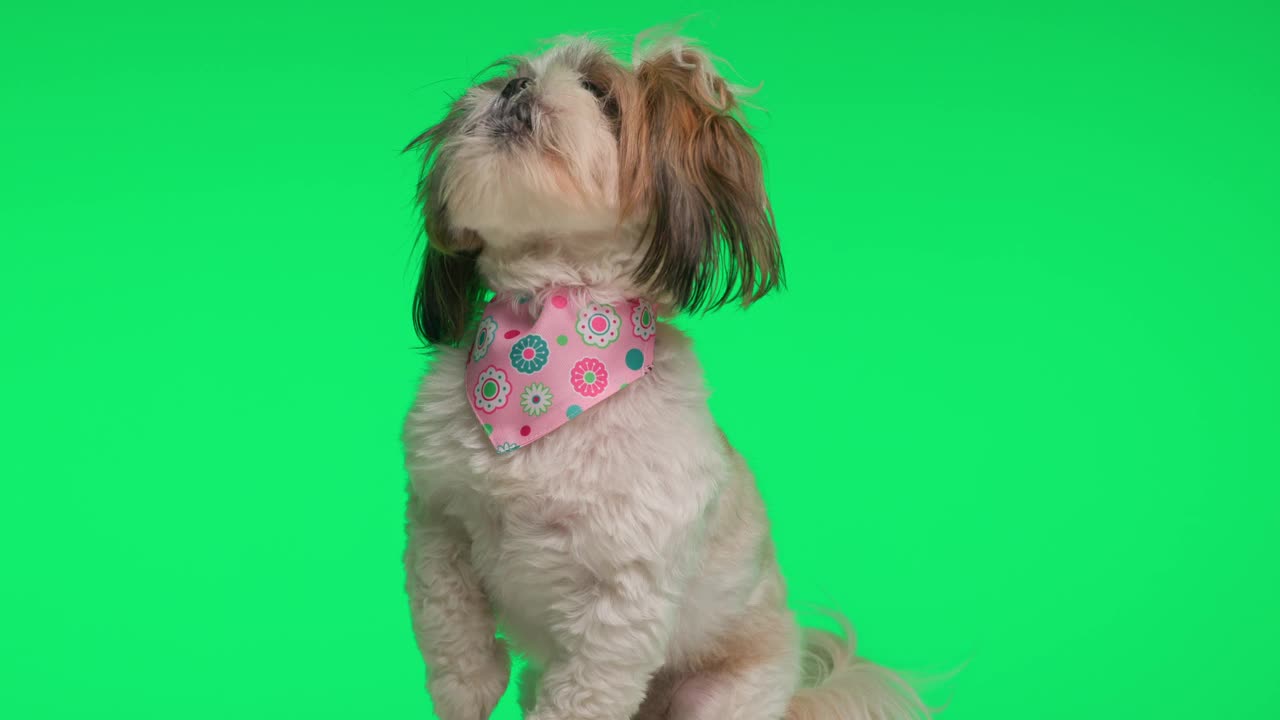 项目视频，渴望的小西施狗与粉红色的大手帕贪婪，舔鼻子，抬头看绿色的背景视频素材