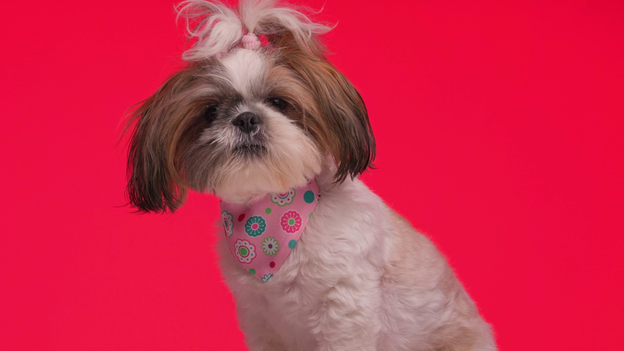 可爱的小西施狗带着粉红色的大手帕坐在那里，看着旁边，舔着红色背景的鼻子视频素材