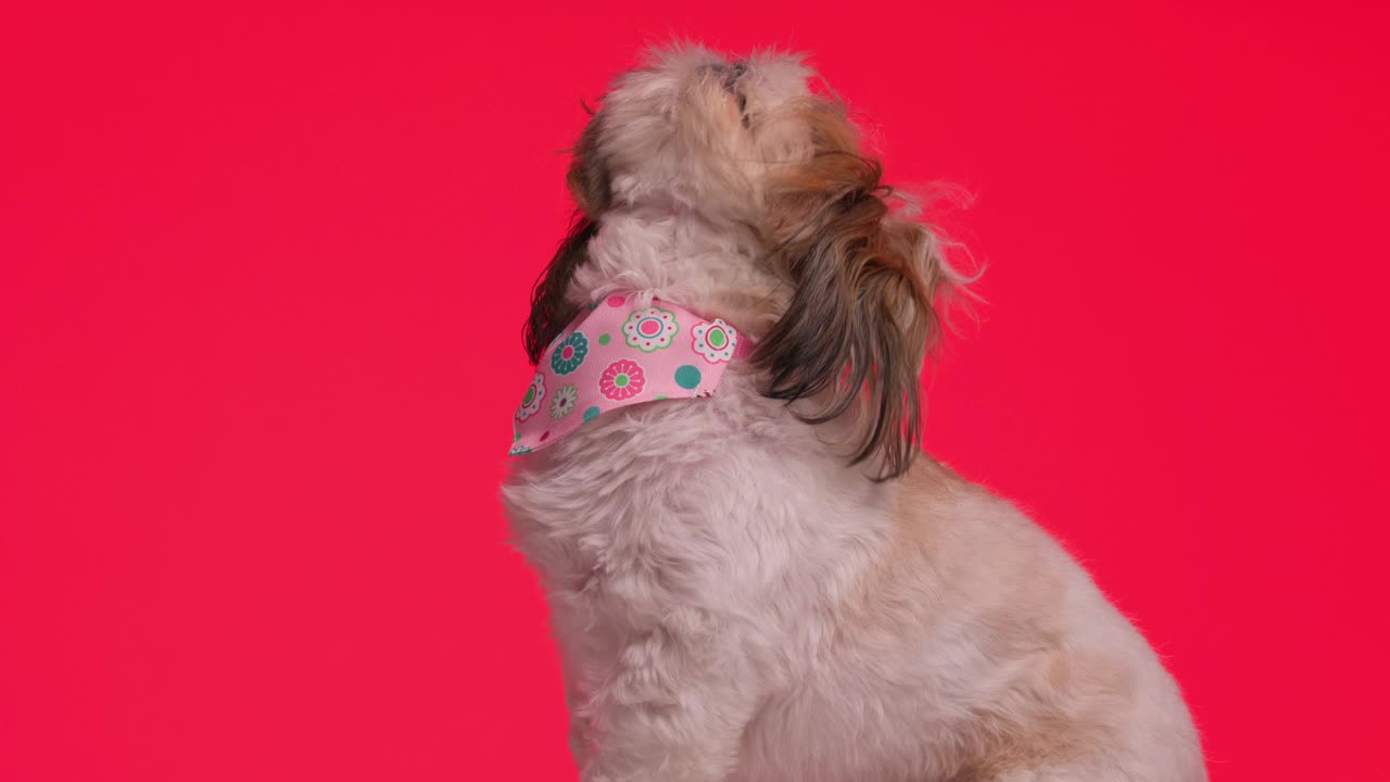 侧视图视频美丽贪婪的西施小狗粉红色的大手帕，舔鼻子和抬头，而坐着和走在红色的背景视频下载