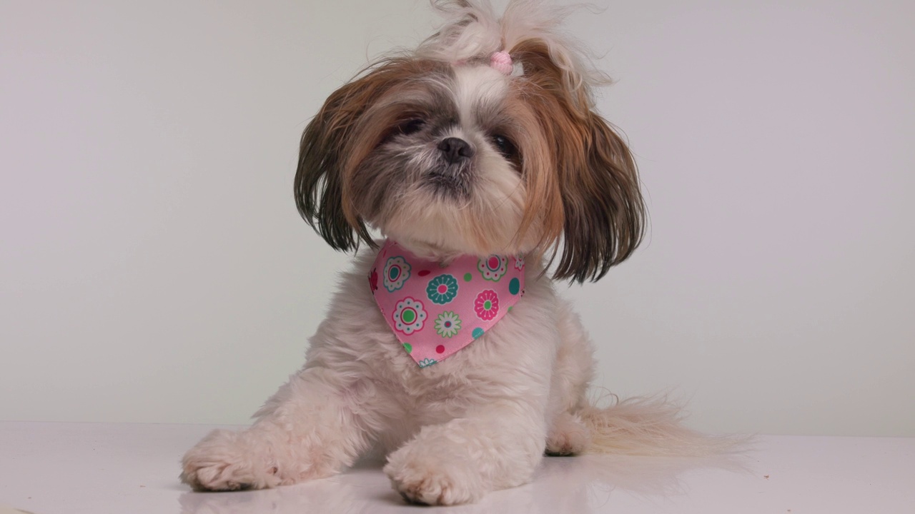 好奇可爱的西施狗躺着，戴着粉红色的大手帕，抬头舔鼻子，在灰色的背景上迅速站起来视频下载