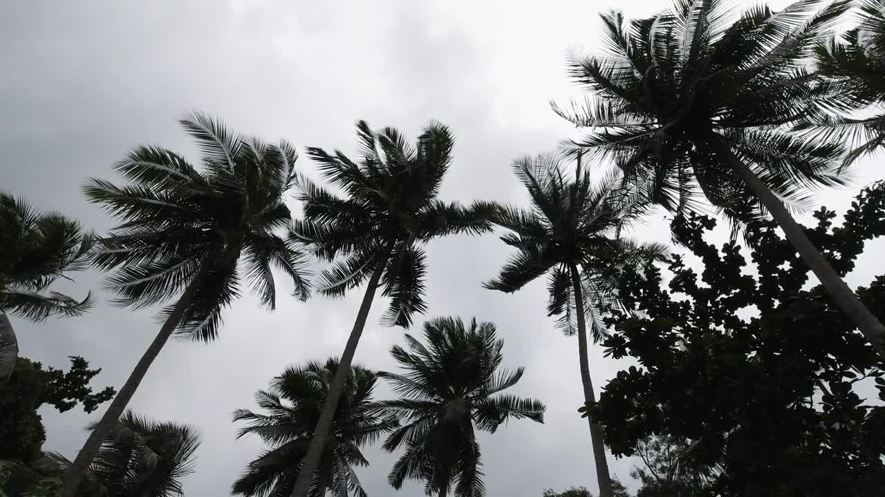椰子树顶在热带风暴中摇摆视频下载