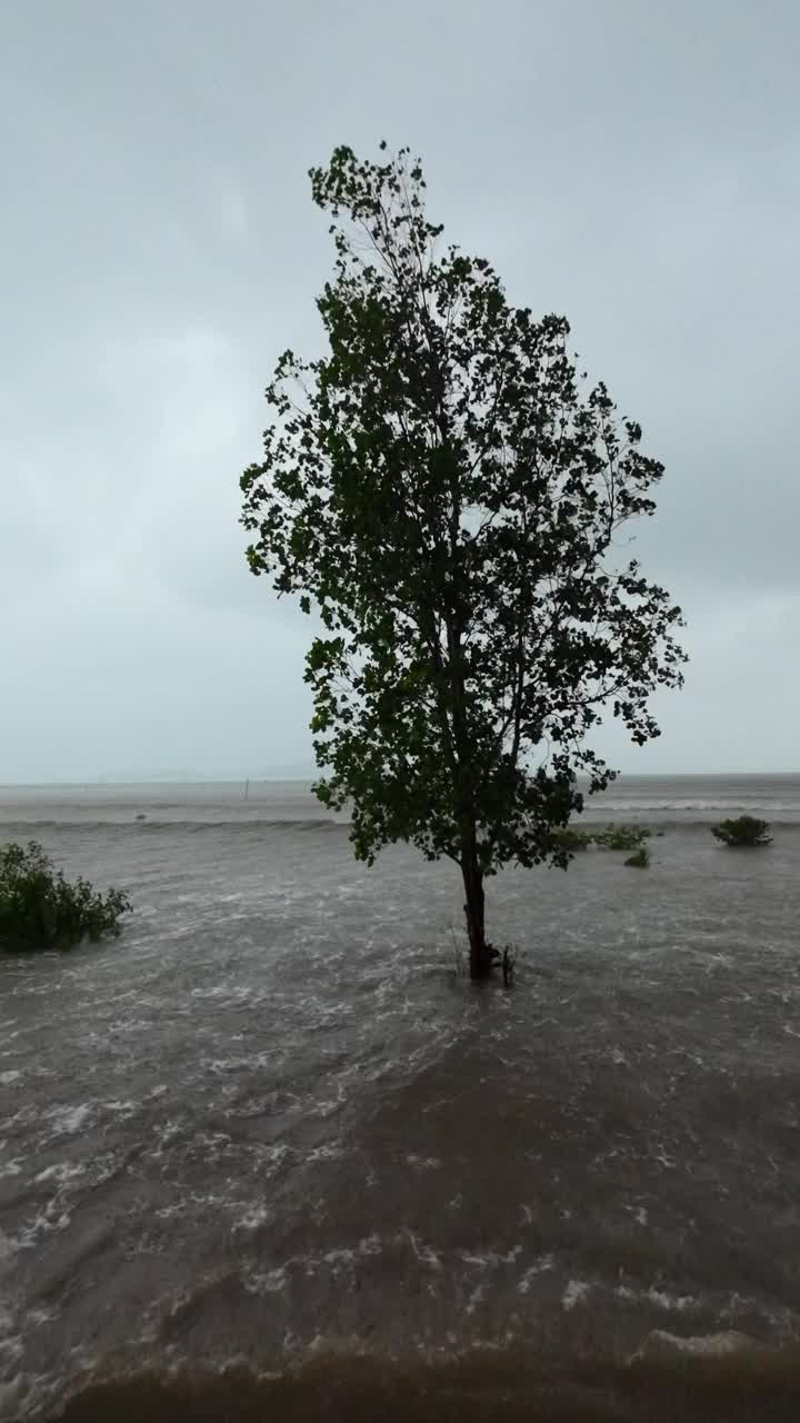 季风吹红树在安达曼风暴视频下载