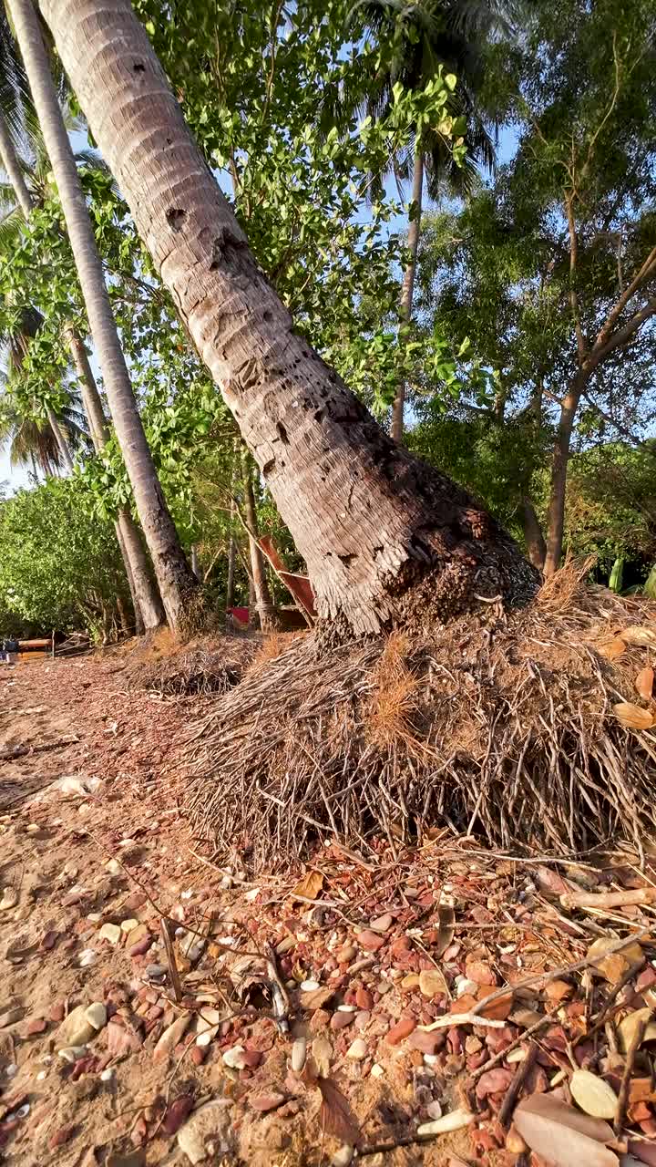 海岸侵蚀下暴露的椰子树根视频素材