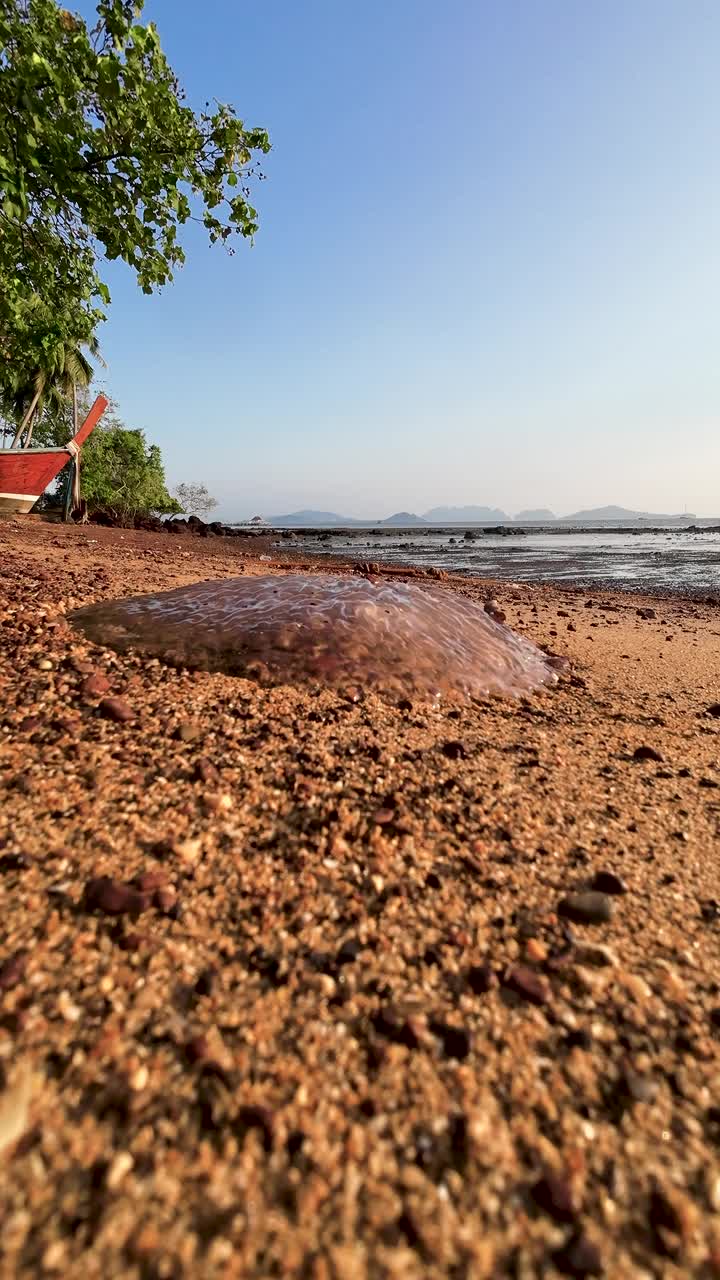 海滩上的大型水母——海水温度上升视频下载
