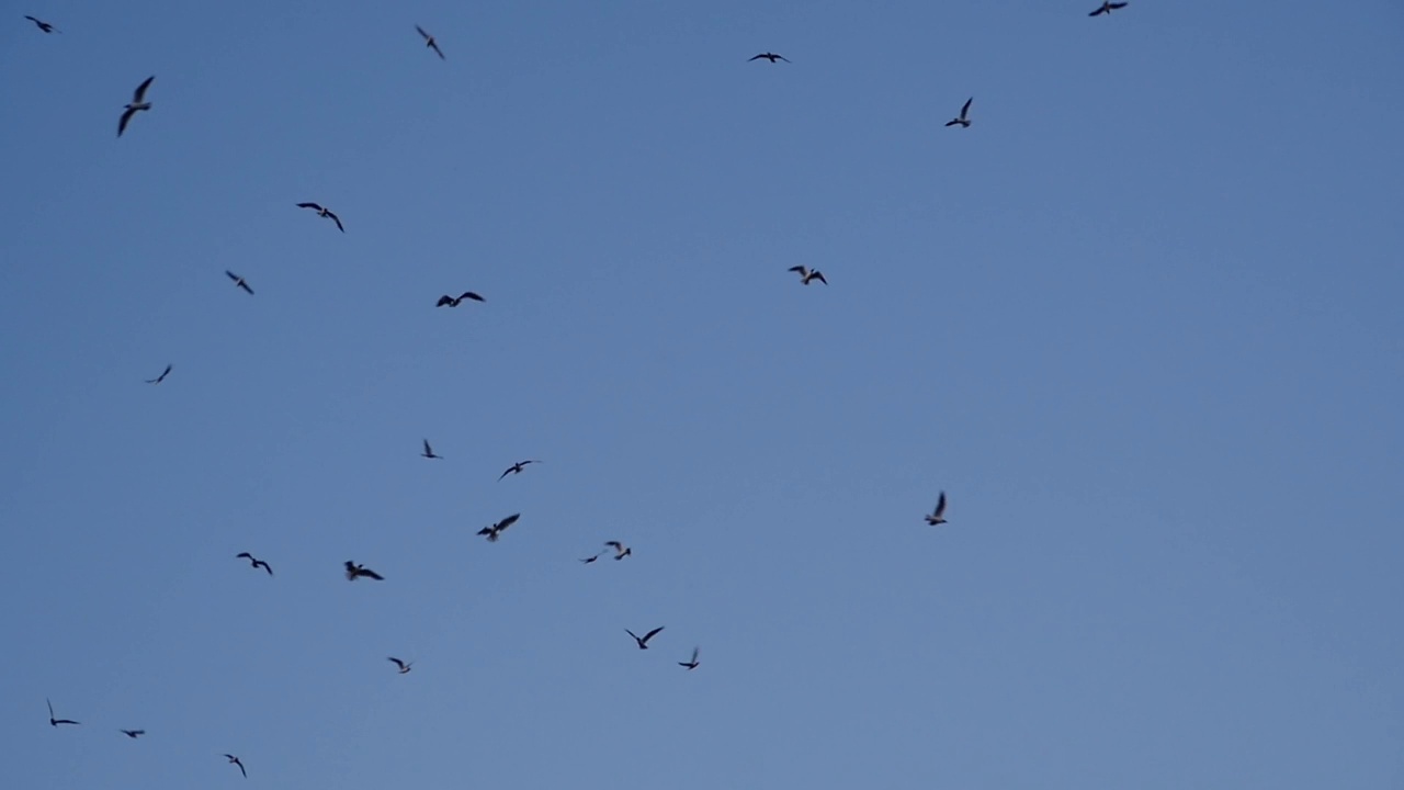 许多鸟在蓝天上高高飞翔视频下载